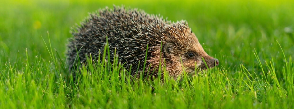 Little hedgehog in green grass eating. Close up view. Wildlife nature concept